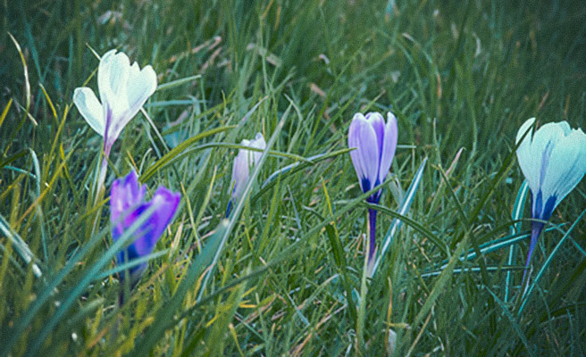 Krokus i gräsmatta