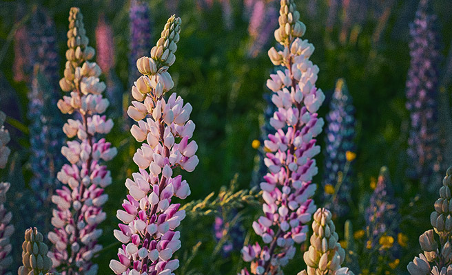 Blomsterlupin