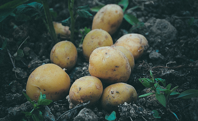 Odla potatis på friland