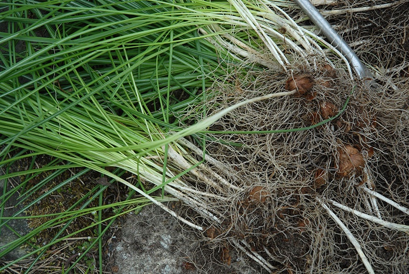 Förökning av krokus