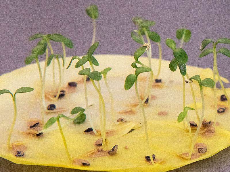 Groningstest av fröer på fuktigt hushållspapper