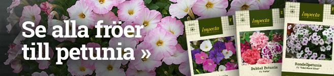 Se fröer till petunia