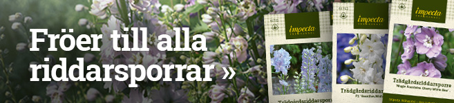 Fröer till alla riddarsporrar