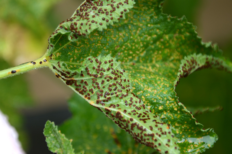 Stockros rost svamp sjukdom prickar blad