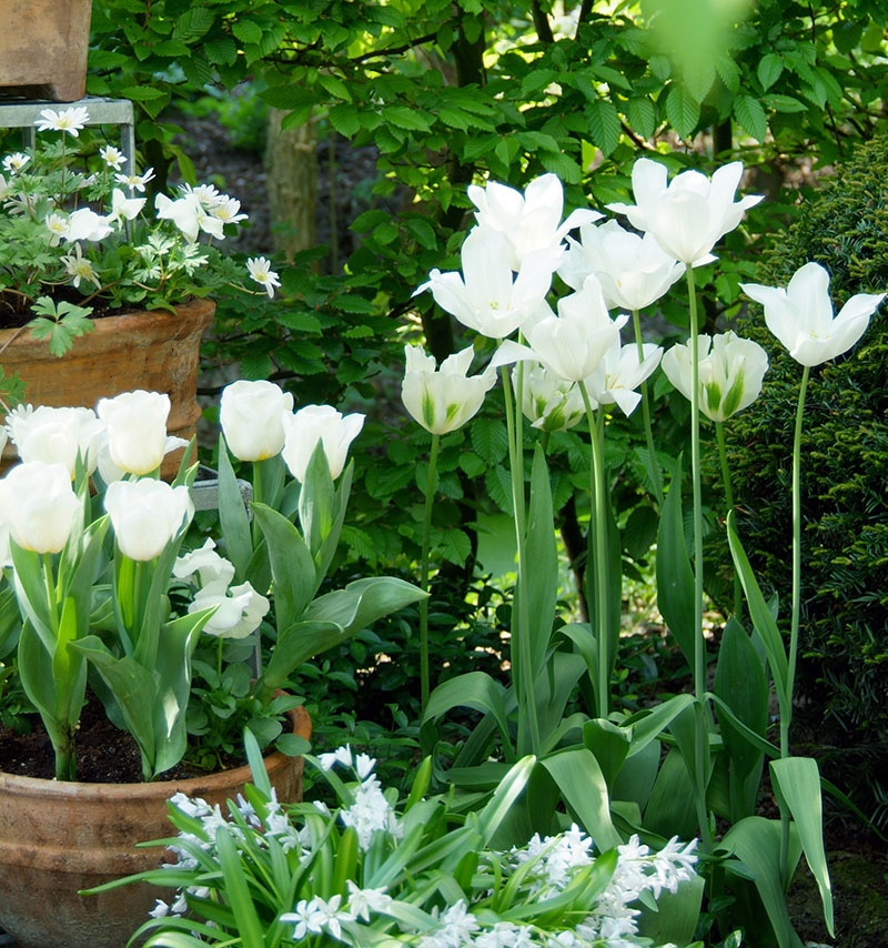 Hvite tulipaner i krukker
