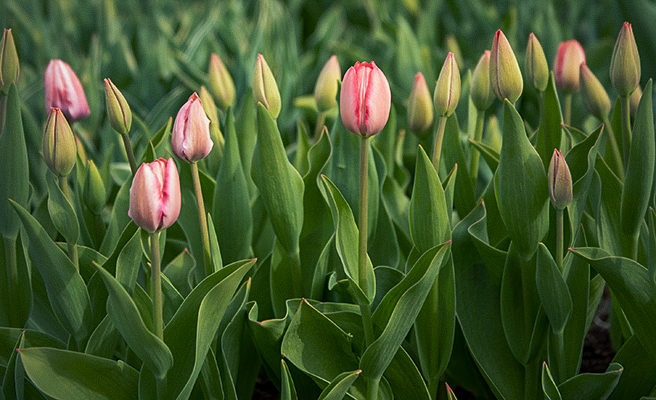 Vårblommande lökar