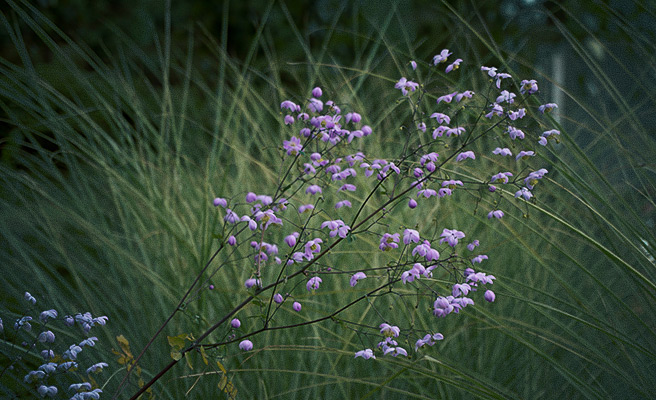 Violruta – transparent perenn