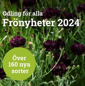 Frönyheter 2024