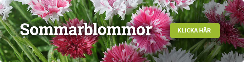 SOMMARBLOMMOR - UTVALT FÖR HÖSTSÅDD