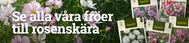 Fröer till rosenskära