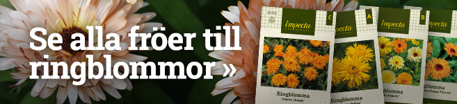 Fröer till ringblommor