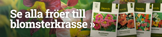 Fröer till blomsterkrasse