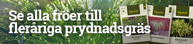 Fröer till fleråriga prydnadsgräs