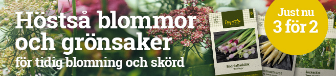 Höstså blommor och grönsaker - 3 för 2