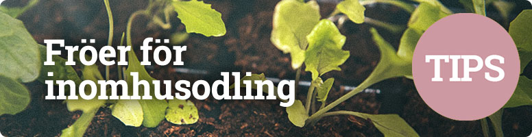 Tips på fröer för inomhusodling
