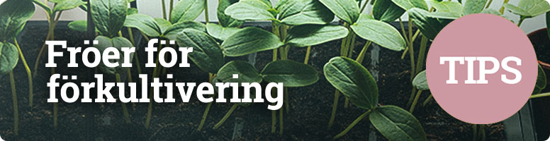 Tips på fröer för förkultivering