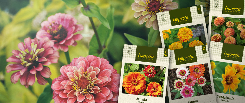 Fröer till zinnia