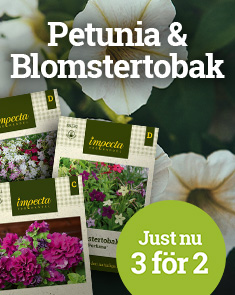 Petunia och blomstertobak - 3 för 2