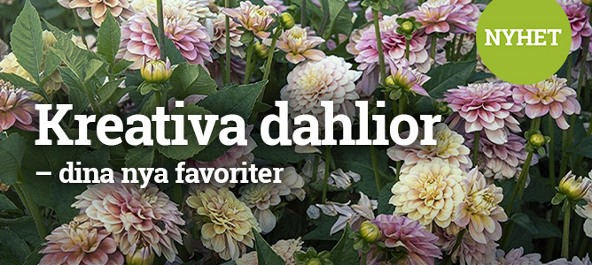 Kreativa dahlior