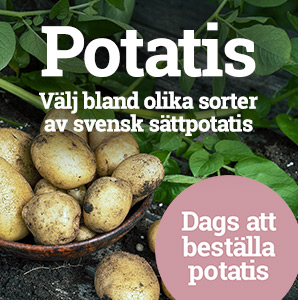Svensk sättpotatis