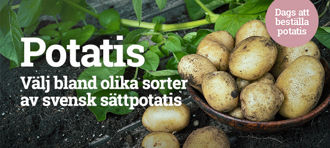 Dags att beställa potatis