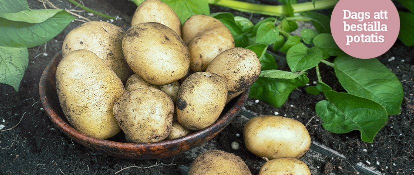 Sättpotatis