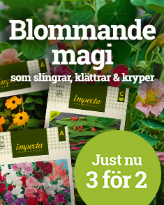 Ettåriga klätterväxter - 3 för 2