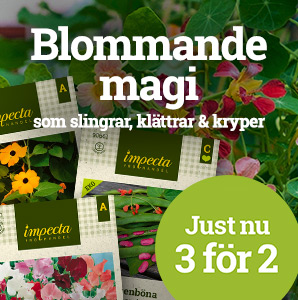 Ettåriga klätterväxter - 3 för 2
