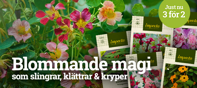 Ettåriga klätterväxter - 3 för 2