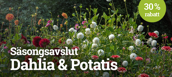 Säsongsavslut