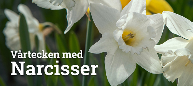 Vårblommande lökar och knölar