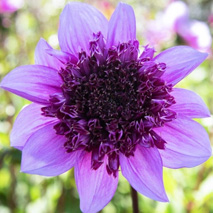 Anemondahlia