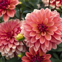 Dekorativdahlia