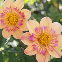 Halskråsdahlia