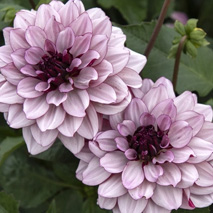 Näckrosdahlia