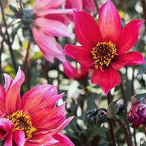 Piondahlia