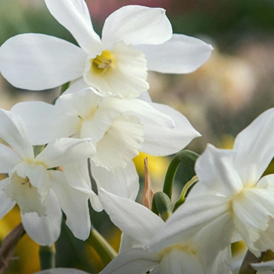 Odla vårblommande narcisser
