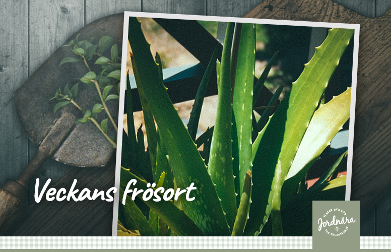 Veckans frösort - Aloe