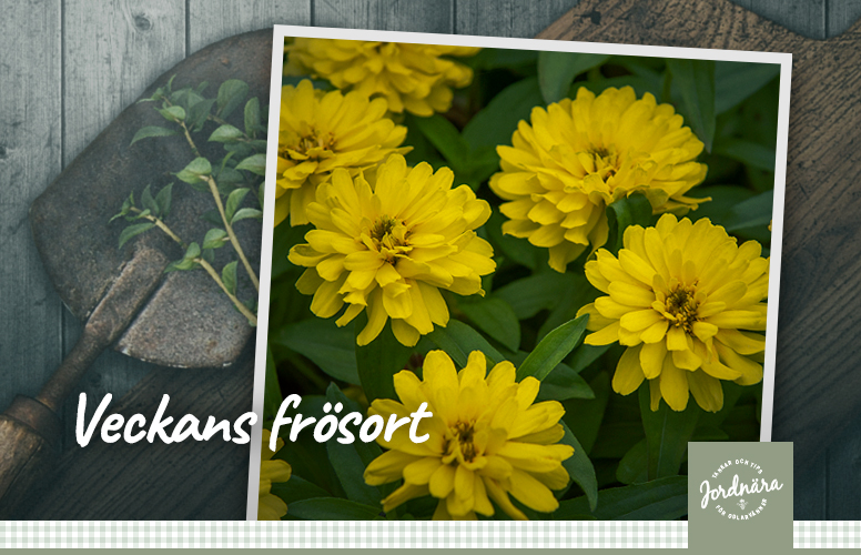 Marylandzinnia 'Zahara Double Yellow'