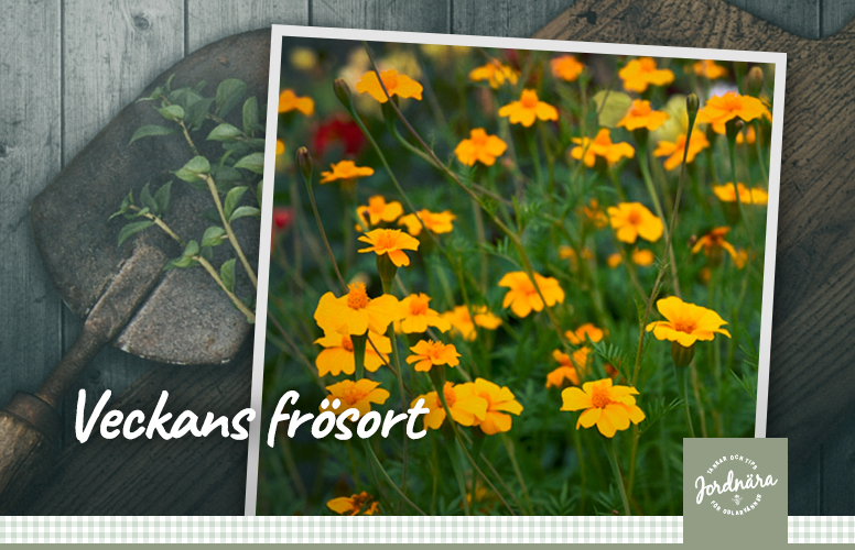 Veckans frösort: Gröngödsling Tagetes 'Ground Control'