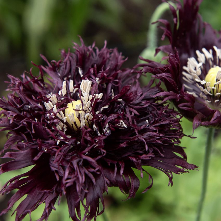 Fjädervallmo 'Black Swan'