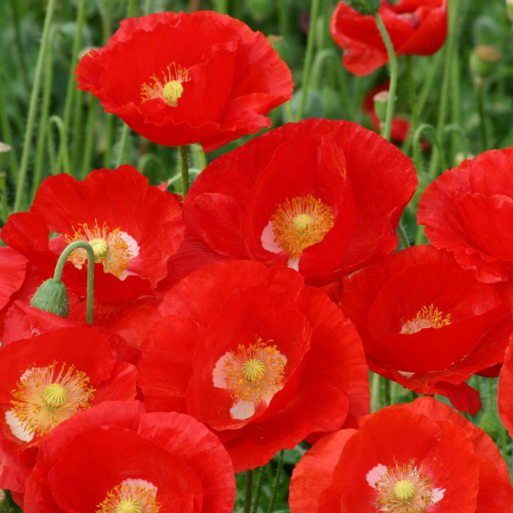 Kornvallmo 'American Legion'