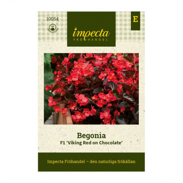 Begonia F1 'Viking Red on Chocolate'