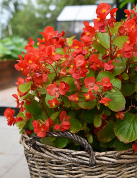 Sommarbegonia F1 'Super Olympia Red'