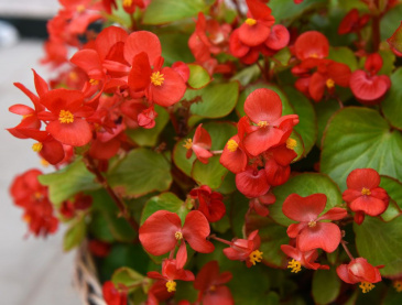 Sommarbegonia F1 'Super Olympia Red'