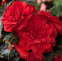 Knölbegonia F1 'Nonstop Mocca Deep Red', Djupt mörkröda, heldubbla blommor på kompakta, jämna och välformade plantor med mörkt, bronsgrön bladverk.