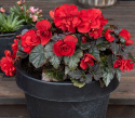 Knölbegonia F1 'Nonstop Mocca Deep Red', Djupt mörkröda, heldubbla blommor på kompakta, jämna och välformade plantor med mörkt, bronsgrön bladverk.