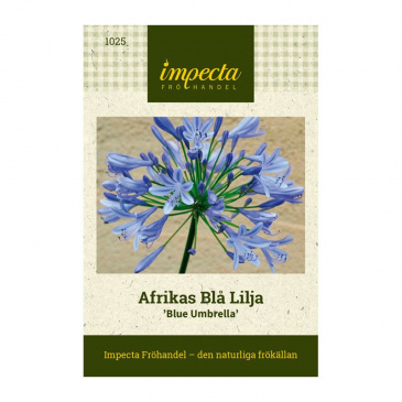 Afrikas Blå Lilja 'Blue Umbrella'