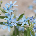 Spetsblad har magiskt turkosblå stjärnblommor i sirliga, upprätta klasar. 