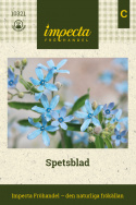 Spetsblad har magiskt turkosblå stjärnblommor i sirliga, upprätta klasar. 